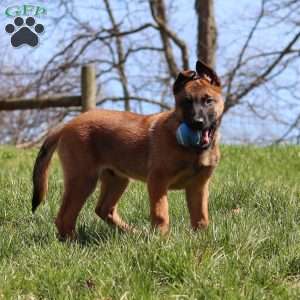Easton, Belgian Malinois Puppy